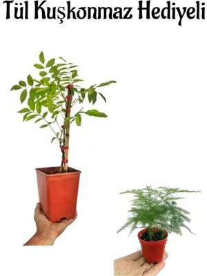 Vionna Gardenbox Mor Salkım Ağacı Fidanı, Tül Kuşkonmaz, Kırmızı Saksı