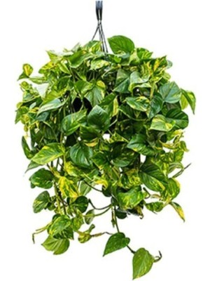 Vionna Nura Botanik Pothos Sarmaşığı Askılı Saksıda, Epipremnum Aureum Bitkisi