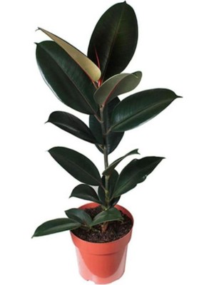 Vionna Nura Botanik Kauçuk Bitkisi, 50-60 Cm, Ev Bitkisi, Ofis Bitkisi, Salon Bitkisi, Iç Mekan Bitki