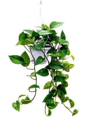 Vionna Gardenbox Salon Sarmaşığı Epipremnum Aureum Golden Pothos, 25 Cm, Askılı Saksıda, Iç Mekan Bitkisi