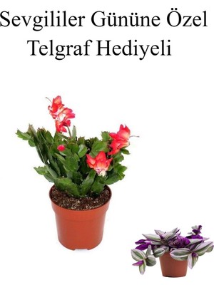 Vionna Nura Botanik Sevgililer Gününe Özel Kırmızı Yılbaşı Çiçeği, Telgraf Hediyeli
