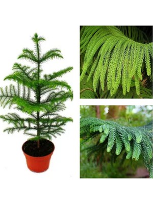 Vionna Gardenbox Arokarya Çiçeği Salon Çamı 20-40 cm Tüplü Çiçekli Bodur Araucaria Heterophylla