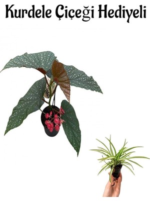 Vionna Gardenbox Çiçekli Çilli Begonya Çiçeği, Kurdele Hediyeli, Iç Mekan Bitkisi
