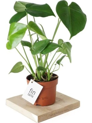 Vionna Gardenbox Monstera Deliciosa Deve Tabanı Iç Mekan Bitkisi, 40-50 cm