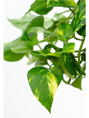 Vionna Gardenbox Pothos Sarmaşığı Askılı Saksıda Epipremnum Aureum Bitkisi, Ev Bitkisi, Salon Bitkisi