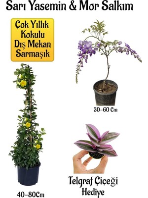 Vionna Gardenbox Sarı Yasemin Çiçeği, Mor Salkım Ağacı Fidanı, Telgraf Çiçeği Hediyeli Peyzaj Seti