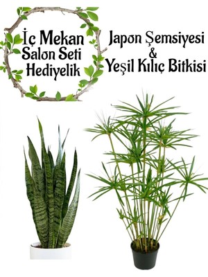 Vionna Nura Botanik Japon Şemsiyesi (40-60 Cm) + Yeşil Kılıç Çiçeği (20-40 Cm) Saksılı Set