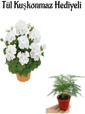Vionna Serada Decor & Plant Beyaz Sardunya Fidanı, Kuşkonmaz Hediyeli, Hediyelik