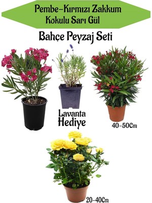 Vionna Nura Botanik Bahçe Seti, 1 Adet Kırmızı Zakkum, 1 Adet Pembe Zakkum, 1 Adet Sarı Gül, Hediye Lavanta