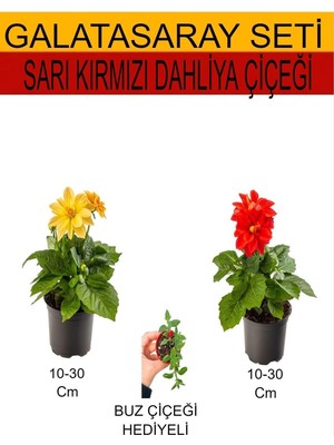 Vionna Gardenbox 2'li Takım Seti Sarı-Kırmızı Dahliya Çiçeği, Mini Buz Çiçeği Hediyelik