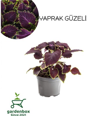 Vionna Bitkim Sende Mor Yaprak Güzeli Çiçeği (Purple Coleus), 1 Adet