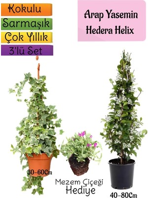 Vionna Nura Botanik Kokulu Arap Yasemini, Hedera Helix Sarmaşık, Mezem Çiçeği 3'lü Bahçe Seti