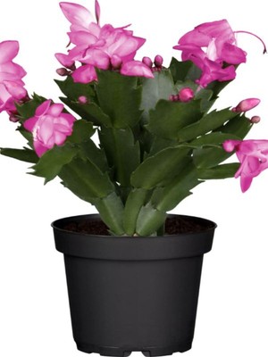 Vionna Nura Botanik Pembe Yılbaşı Çiçeği Fidanı, 20-40CM, Saksılı