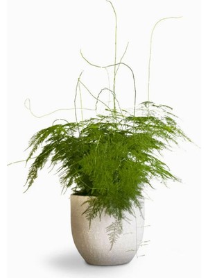 Vionna Nura Botanik Asparagus Setaceus Tül Kuşkonmaz Çiçeği, 15-30 Cm, Salon Çiçeği, 1 Adet