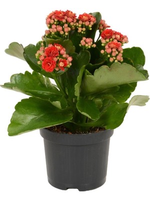 Vionna Gardenbox Kırmızı Çiçekli Kalanşo (Kalanchoe) Çiçeği, Ithal Büyük Boy