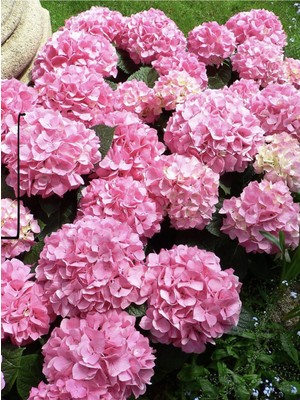 Vionna Serada Decor & Plant Ortanca Çiçeği, Pembe Renk, Saksılı, 30-40 Cm, Çok Dalli
