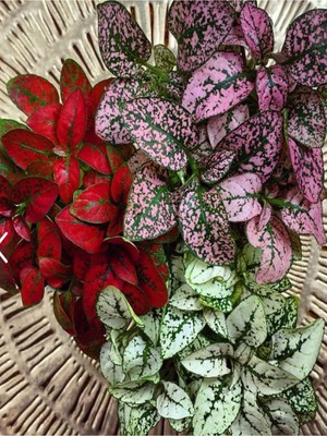 Vionna Nura Botanik Karışık 3 Renk Hostes Çiçeği Saksılı 10-15CM (Hypoestes)