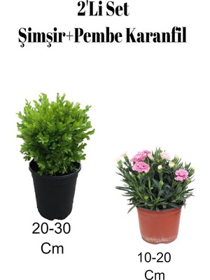 Vionna Gardenbox 2'li Set Şimşir Bitkisi + Karanfil Çiçeği, Dış Mekan Bitkisi, Çok Renkli