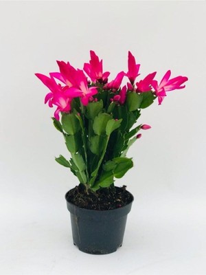 Vionna Gardenbox Yılbaşı Çiçeği, Saksılı, Pembe