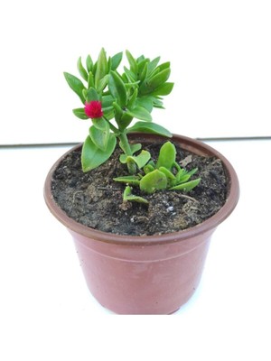 Vionna Gardenbox Buz Çiçeği, 10 cm Saksı, Pembe