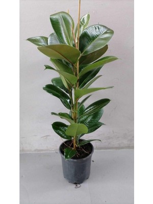 Vionna Gardenbox Kauçuk Ithal Ev ve Ofis Bitkisi, Canlı, 50-80 Cm, Tek Kök, Plastik Saksı