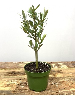 Vionna Gardenbox Hediyelik Bonsai Zeytini, 25-30 Cm, Yeşil Saksılı