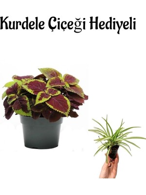 Vionna Nura Botanik Renkli Yapraklı Yaprak Güzeli Çiçeği, Kurdele Çiçeği Hediyeli