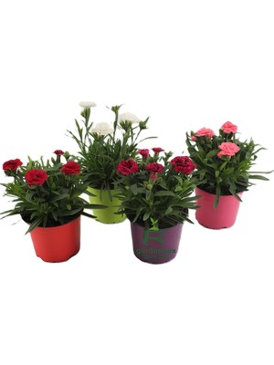 Vionna Nura Botanik Karanfil Çiçeği, 4 Adet Saksılı, 15-25 Cm, Rengarenk