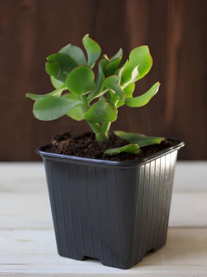 Vionna Serada Decor & Plant Mini Boy Saksılı Para Çiçeği, Yeşim Sukulent, 10-15CM