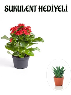 Vionna Serada Decor & Plant Kırmızı Kalanşo Çiçeği, Sukulent Hediyeli