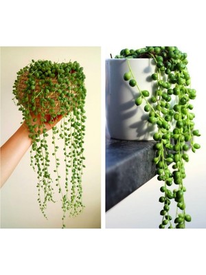 Vionna Serada Decor Plant Tespih Çiçeği Inci Tanesi Askılı Senecio Rowleyanus Iç Mekan Bitkisi