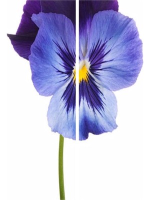 Vionna Nura Botanik 10 Adet Açık Mor Hercail Menekşe Çiçeği Fidanı, 5-15 cm Tüplü, Viola