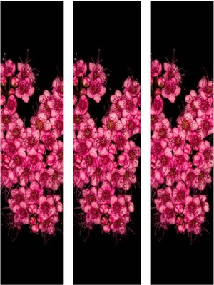Vionna Nura Botanik Pembe Ispirya Çiçeği Fidanı, 3 Adet, 40-60 Cm, Saksılı, Spiraea Vanhouttei