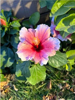 Vionna Nura Botanik Pembe Japon Gülü Çiçeği Fidanı, 40-45 Cm, Saksılı, Camellia Japonica