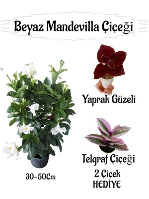 Vionna Nura Botanik Beyaz Mandevilla Çiçeği Saksılı, Yaprak Güzeli ve Telgraf Çiçeği Hediyeli, 30-50CM, Çok Renkli