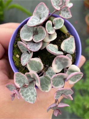Vionna Nura Botanik Ceropegia Woodii String Of Hearts, 5,5 Saksı, Pembe, Iç Mekan Çiçeği