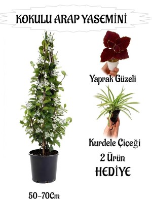 Vionna Nura Botanik Mis Kokulu Arap Yasemini, 50-70 Cm, Kurdele Çiçeği Hediyeli