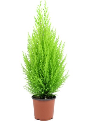 Vionna Nura Botanik Limon Kokulu Limoni Servi Cupressus, 30-40 Cm, Yeşil
