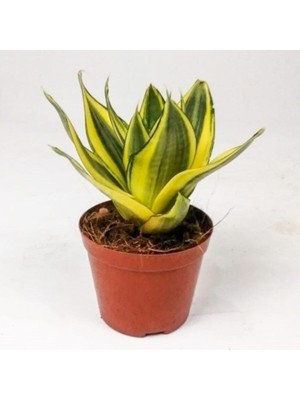 Vionna Nura Botanik Bodur Kılıç Çiçeği, 20-40CM, Saksılı, Gladiolus