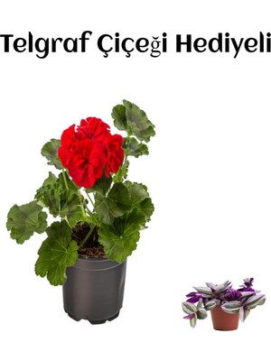 Vionna Serada Decor & Plant Kırmızı Sardunya Fidanı, Hediyelik, Telgraf Hediyeli