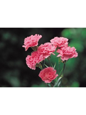 Vionna Nura Botanik Kokulu Pembe Karanfil Çiçeği, 20-30 Cm, Tüplü Bodur Bitkiler
