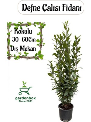 Vionna Nura Botanik Laurus Nobilis Defne Çalısı Fidanı, Saksılı, 30-60 cm