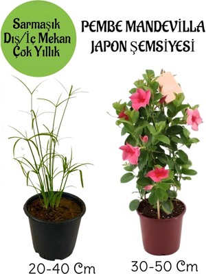 Vionna Nura Botanik Japon Şemsiyesi ve Pembe Mandevilla Çiçeği Saksılı Salon Seti