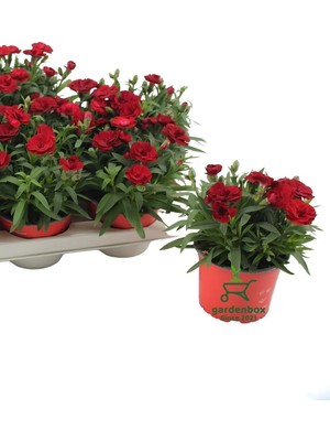 Vionna Bitkim Sende Kokulu Bodur Kırmızı Karanfil Çiçeği, 1 Adet Saksılı, 15-25CM, Red Dianthus