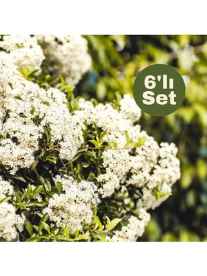 Vionna Serada Decor & Plant Parlak Yapraklı Kartopu (Viburnum Lucidum) 6'lı Set, 30-40 cm