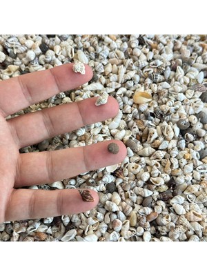 Vionna 800 Adet Natural Minik Akvaryum Deniz Kabuğu Nassa Shell Karışık Minyatür Deniz Kabuğu