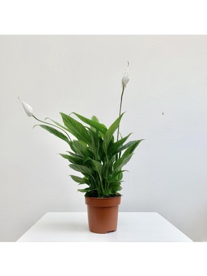 Vionna Gardenbox Spatifilyum Barış Çiçeği Spathiphyllum Bellini, 10 cm Saksı, 25-30 cm Yükseklik