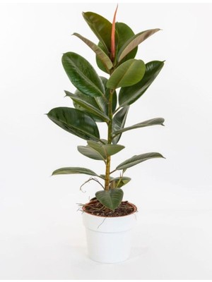 Vionna Nura Botanik Hediyelik Mini Boy Kauçuk Çiçeği, Canlı Yapraklı, 20-45CM, Ficus Elastica