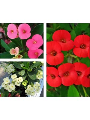 Vionna Gardenbox 3 Adet Mini Dikenler Tacı Çiçeği, 5-15 cm Saksılı, Sarı/kırmızı/pembe, Euphorbia Milii