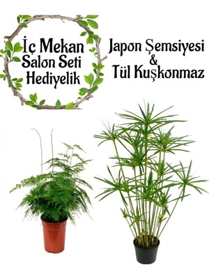 Vionna Nura Botanik Japon Şemsiyesi (40-60 Cm) Saksılı + Tül Kuşkonmaz Çiçeği (15-25 Cm) Saksılı, Set